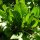 Veldzuring (Rumex acetosa) zaden