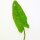 Veldzuring (Rumex acetosa) zaden