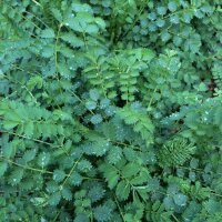 Grote pimpernel (Sanguisorba officinalis) zaden