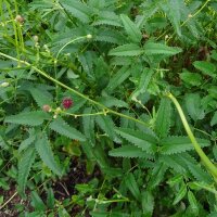 Grote pimpernel (Sanguisorba officinalis) zaden