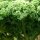 Boerenkool Lerchenzungen (Brassica oleracea convar. acephala var. sabellica) zaden
