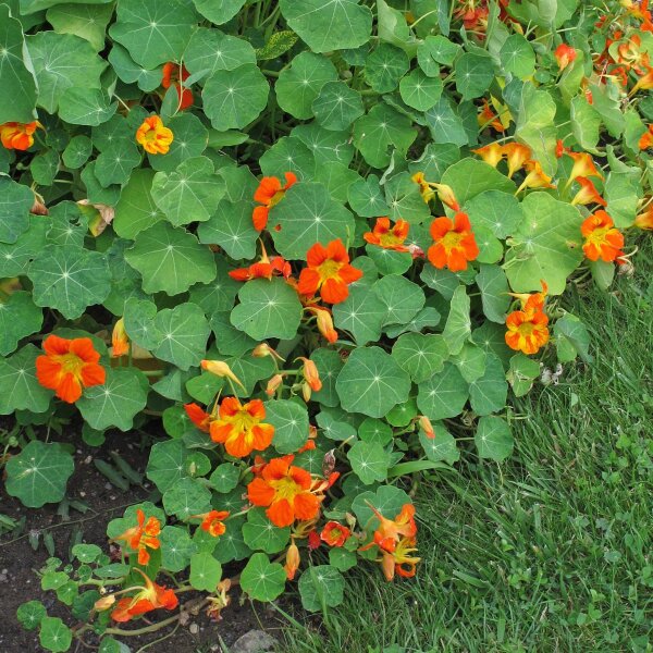 Oost-Indische kers (Tropaeolum majus) zaden