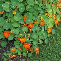 Oost-Indische kers (Tropaeolum majus) zaden