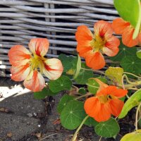 Oost-Indische kers (Tropaeolum majus) zaden