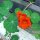 Oost-Indische kers (Tropaeolum majus) zaden