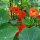 Oost-Indische kers (Tropaeolum majus) zaden