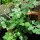 Kervel (Anthriscus cerefolium) zaden