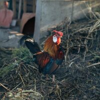 Kleurrijke zelfvoorzienende tuin - bio-zaad-vermeerdering set voor alle groentetuinders