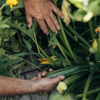 Kleurrijke zelfvoorzienende tuin - bio-zaad-vermeerdering set voor alle groentetuinders