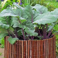 Paarse koolrabi Blauer Delikatess (Brassica oleracea var. gongylodes) zaden