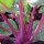 Paarse koolrabi Blauer Delikatess (Brassica oleracea var. gongylodes) zaden