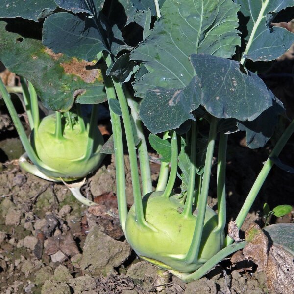 Koolrabi Superschmelz (Brassica oleracea var. gongylodes) zaden