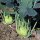Koolrabi Superschmelz (Brassica oleracea var. gongylodes) zaden