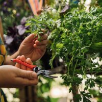 Onze favoriete planten: groente voor stadstuinders (bio) – zaad set