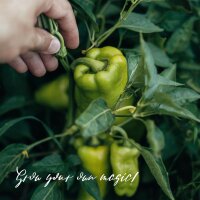 Onze favoriete planten: mediterrane groenten voor zelfverzorgers (bio) – zaad set