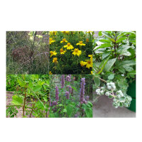 Onze favoriete planten: Keukenkruiden & specerijen voor aroma-freaks (bio) – zaad set