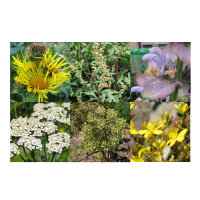 Onze favoriete planten: geneeskrachtige planten & wierookkruiden voor geneeskundigen (bio) – zaad set