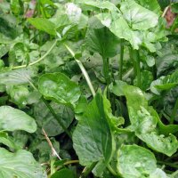 Gewoon barbarakruid (Barbarea vulgaris) bio zaad