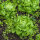 Kropsla Neckarriesen / Neckar reuzen (Lactuca sativa) zaden