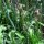 Smalle weegbree (Plantago lanceolata) bio zaad