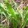 Smalle weegbree (Plantago lanceolata) bio zaad