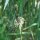 Smalle weegbree (Plantago lanceolata) bio zaad