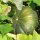 Muskaatpompoen Muscade de Provence (Cucurbita moschata) zaden