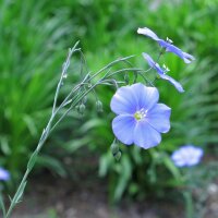 Vlas (Linum usitatissimum) zaden