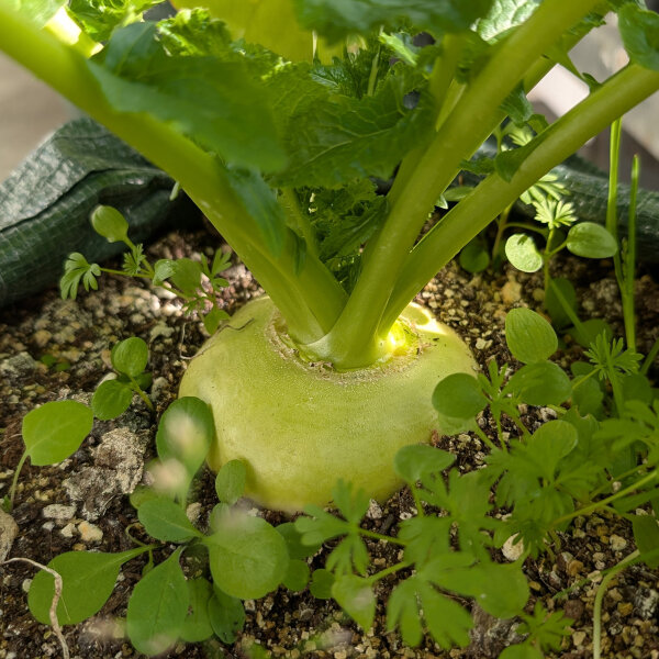 Meirapen Platte witte mei (Brassica rapa subsp. rapa var. majalis) zaden