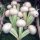 Meirapen Platte witte mei (Brassica rapa subsp. rapa var. majalis) zaden