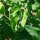 Doperwt Wonder van Kelvedon (Pisum sativum L. convar. medullare) zaden