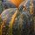Stiermarken oliepompoen (Cucurbita pepo var. styriaca) zaden