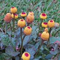 Champagneblad / Jambú (Spilanthes oleracea) zaden