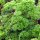 Gekrulde peterselie (Petroselinum crispum) zaden