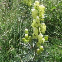Gele monnikskap (Aconitum anthora)