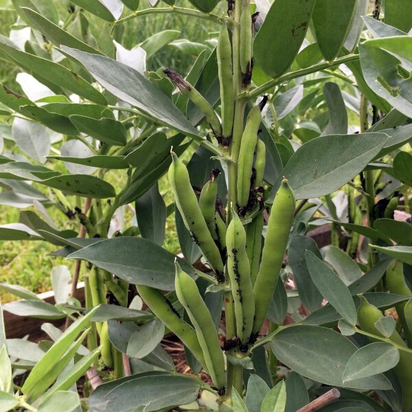 Waalse boon / tuinboon Hangdown Grünkernig (Vicia faba) zaden