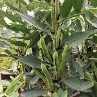 Waalse boon / tuinboon Hangdown Grünkernig (Vicia faba) zaden