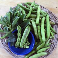 Waalse boon / tuinboon Hangdown Grünkernig (Vicia...