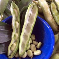 Waalse boon / tuinboon Hangdown Grünkernig (Vicia faba) zaden