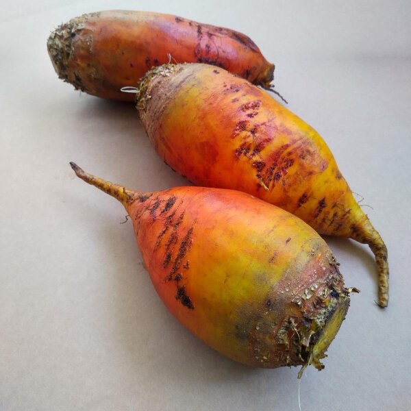 Voederbiet Brigadier (Beta vulgaris var. rapacea) zaden