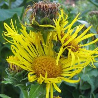 Griekse alant (Inula helenium) zaden