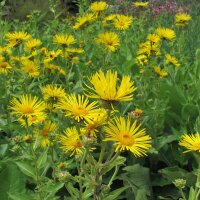 Griekse alant (Inula helenium) zaden