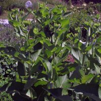 Griekse alant (Inula helenium) zaden