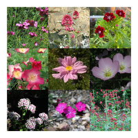 Roze tuindroom - zaad-cadeau set