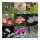 Roze tuindroom - zaad-cadeau set