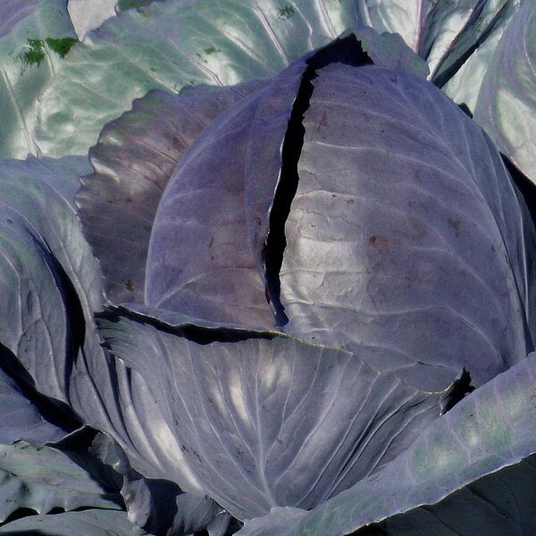 Rode kool Schwarzkopf (Brassica oleracea var. capitata f. rubra) zaden