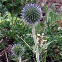 Blauwe kogeldistel (Echinops ritro)  zaden