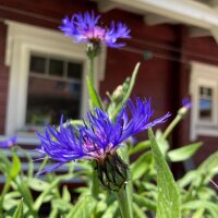 Bergcentaurie (Centaurea montana) zaden