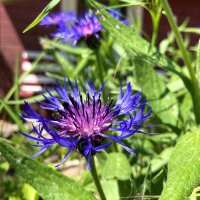 Bergcentaurie (Centaurea montana) zaden