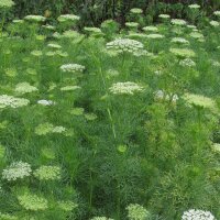 Fijn akkerscherm/ tandenstokerkruid (Ammi visnaga) zaden